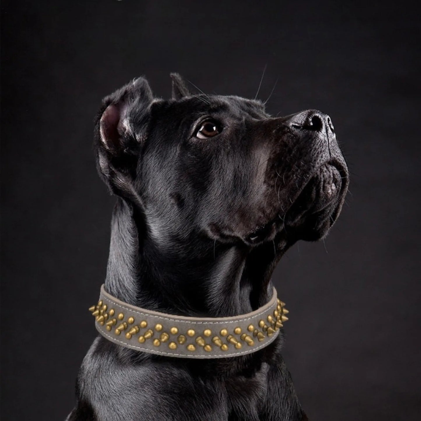 Black dog wearing RegalHue British gradient rivet collar