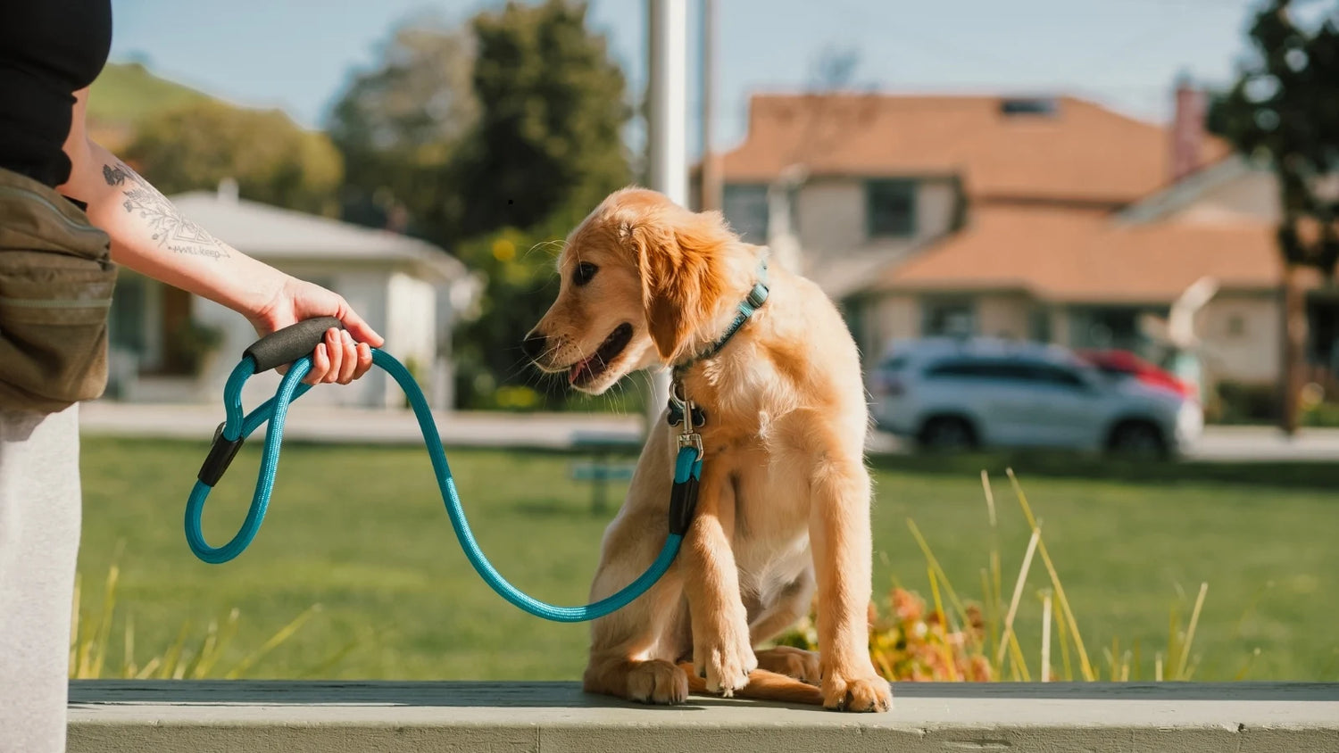 Golden Retriever puppy wearing a teal collar and leash sitting outdoors with owner.