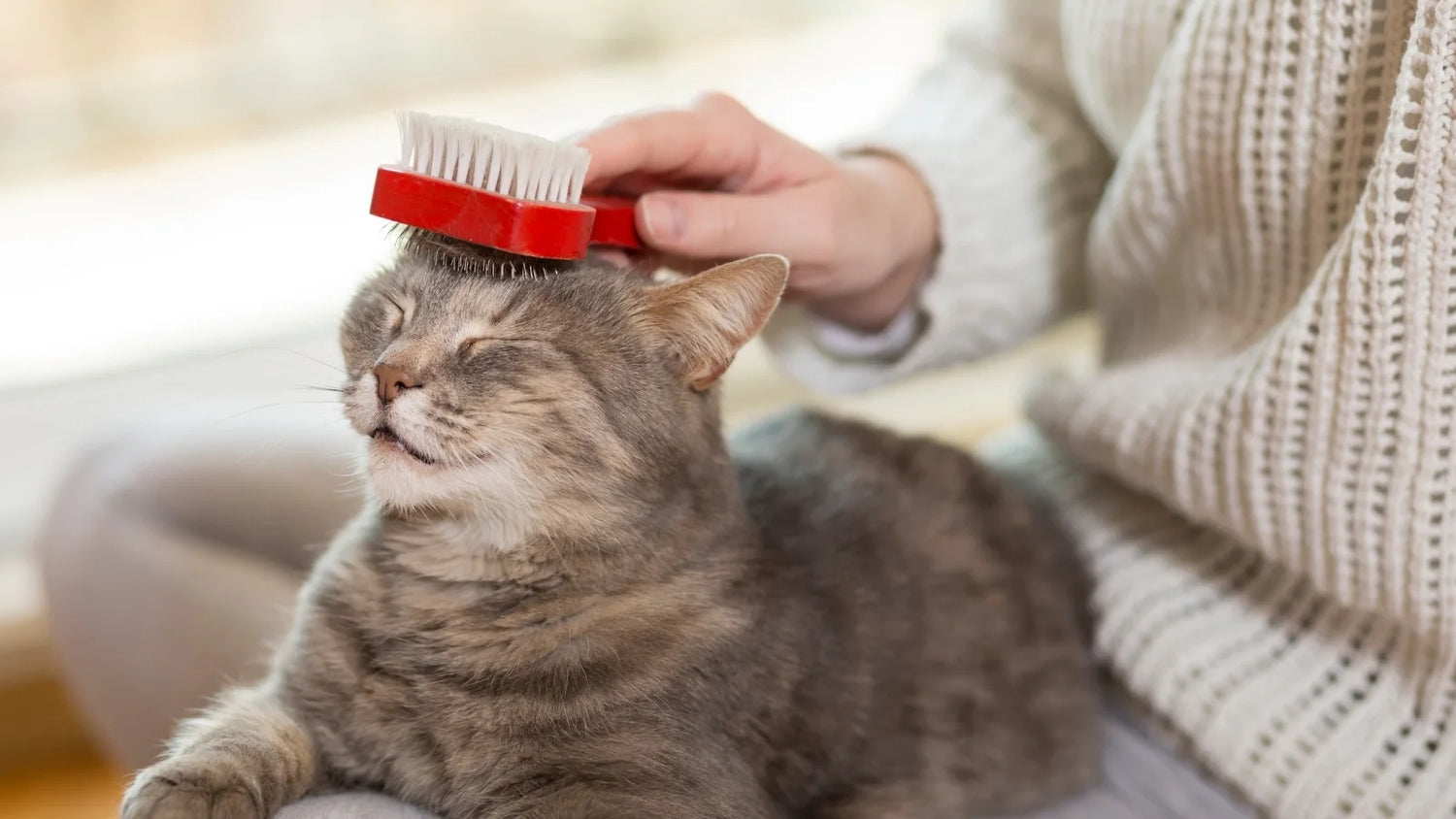 Gray tabby cat enjoying being brushed on the head.