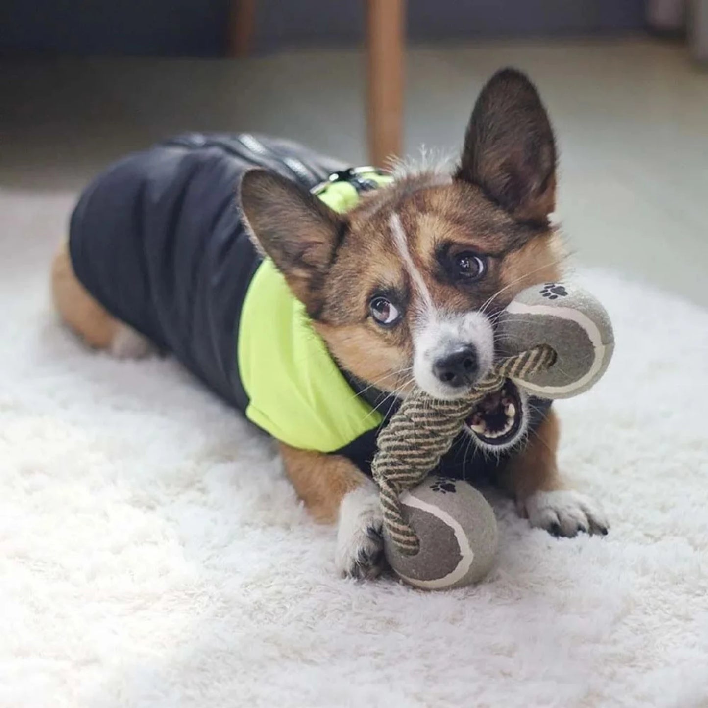 Small dog chewing LookPaw™ durable rope dumbbell toy