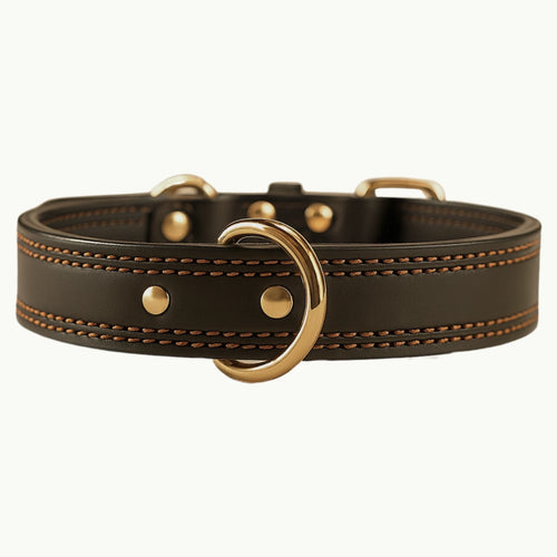 Dark brown full-grain leather dog collar with gold buckle and reinforced stitching