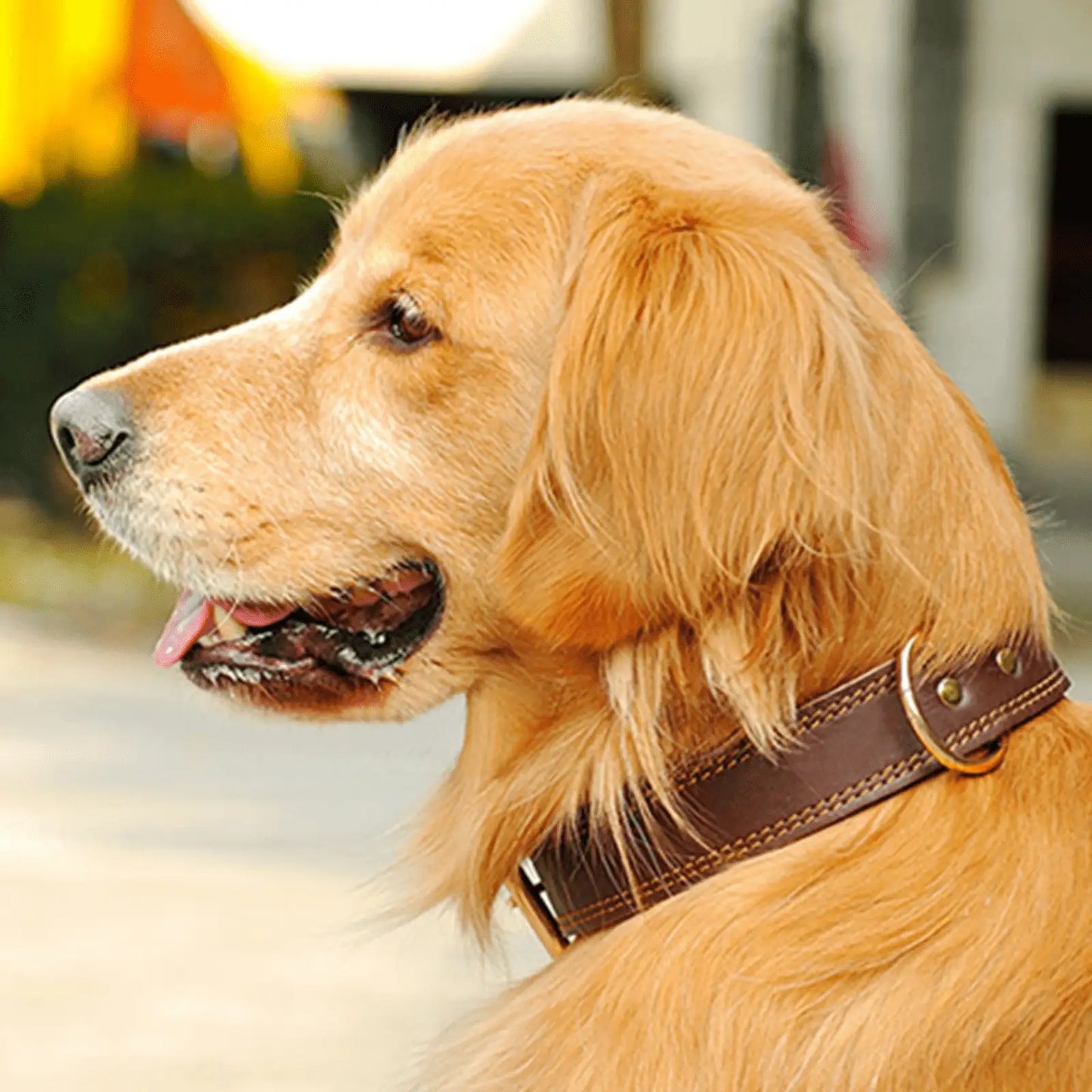 Golden retriever wearing Titan leather dog collar in brown for daily walks