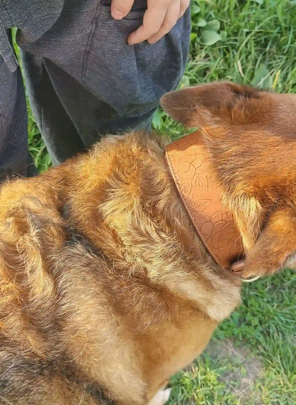 Large dog wearing embossed brown cotton collar outdoors