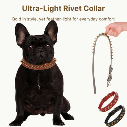 Ultra-light rivet collar worn by French Bulldog