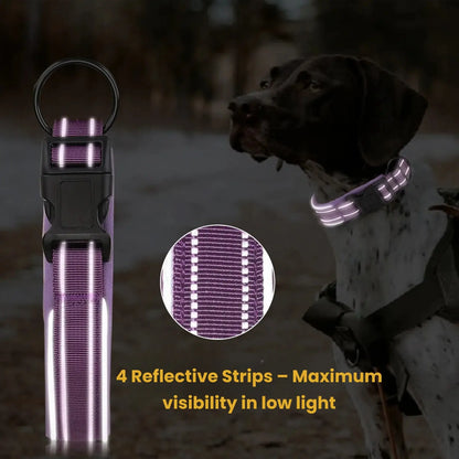 Reflective stripe glowing at night on PawSecure Solid GPS collar