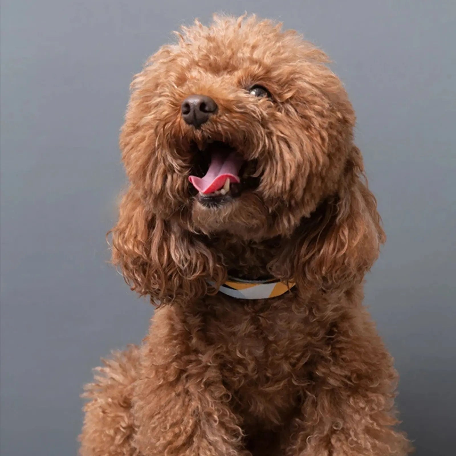 Medium dog wearing boho patterned collar