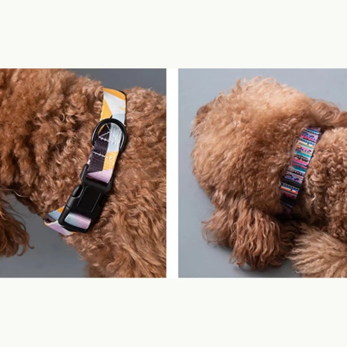 Large dog with boho patterned collar 