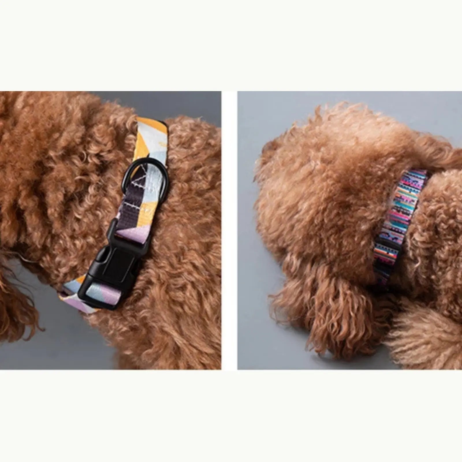 Large dog with boho patterned collar 