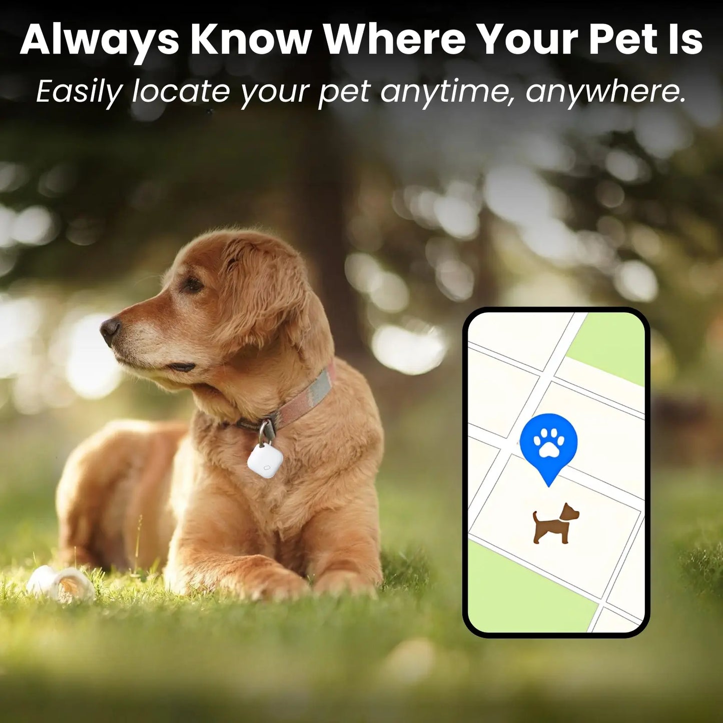 Dog wearing PawTrack smart tracker for real-time location tracking