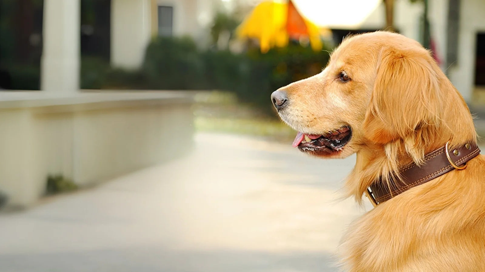 Golden Retriever dog wearing brown leather collar outdoors