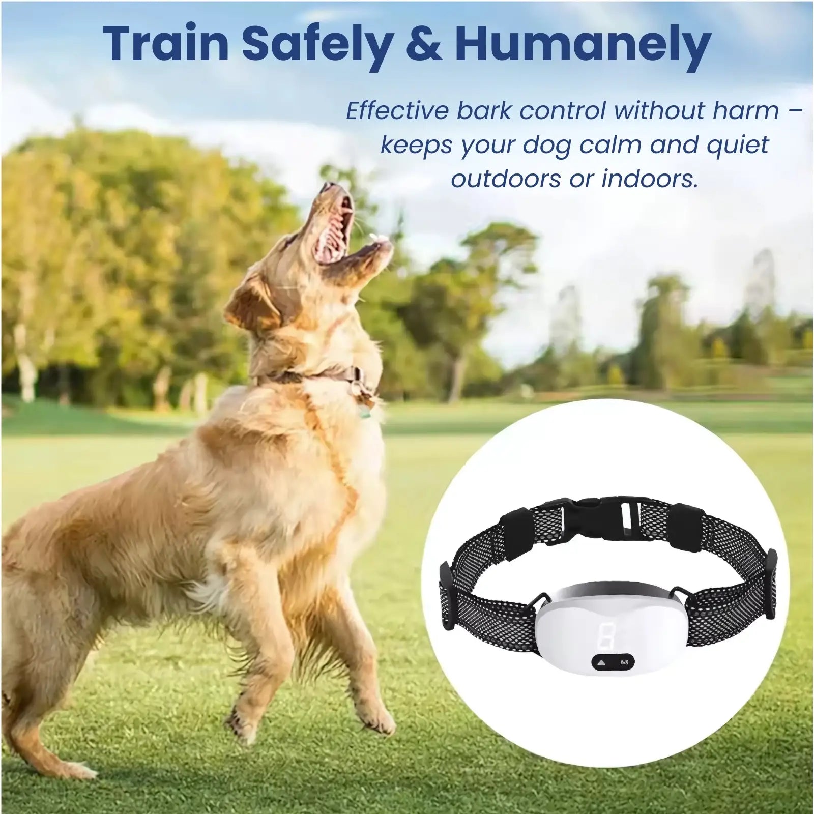 Dog training safely with anti-bark collar outdoors