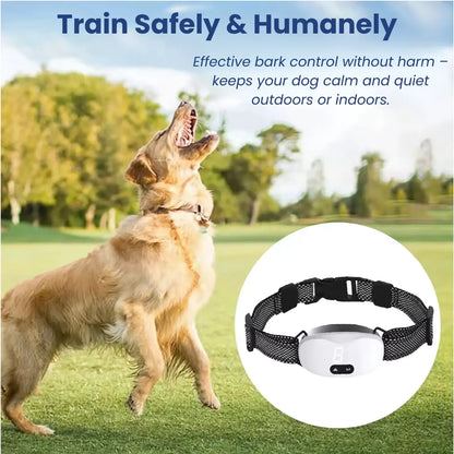 Dog training safely with anti-bark collar outdoors