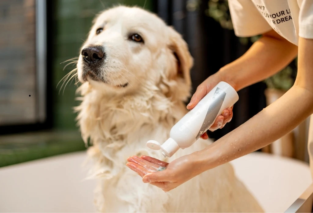 Golden Retriever in a bathtub while owner applies dog shampoo to their hands.