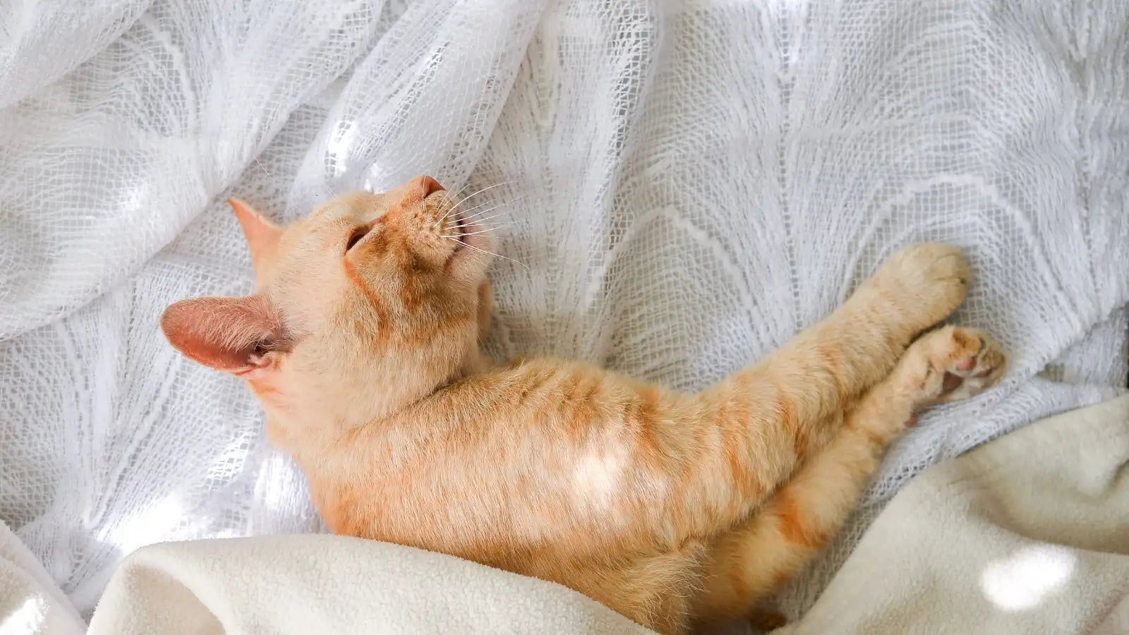 Orange tabby cat relaxing on a soft white blanket.