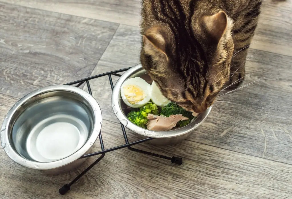 Tabby cat eating a homemade meal with egg, broccoli, and meat from a bowl.