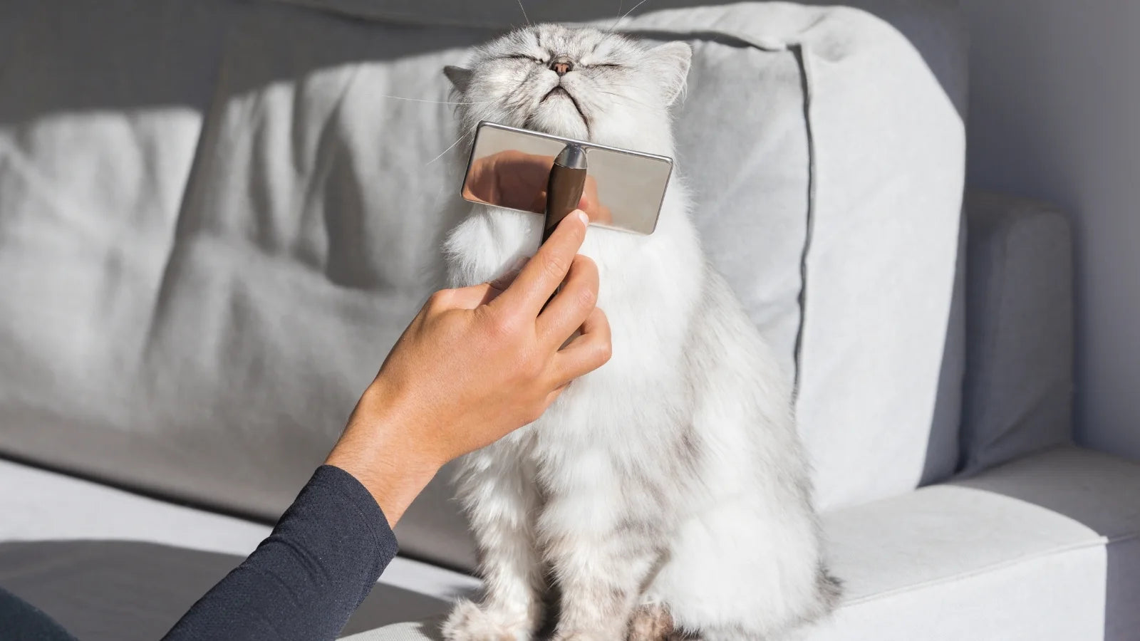 White long-haired cat being brushed under the chin with a grooming brush.