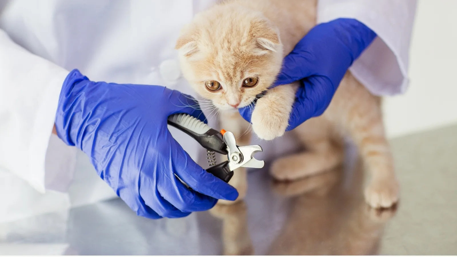 Veterinarian trimming a kitten’s claws with clippers.