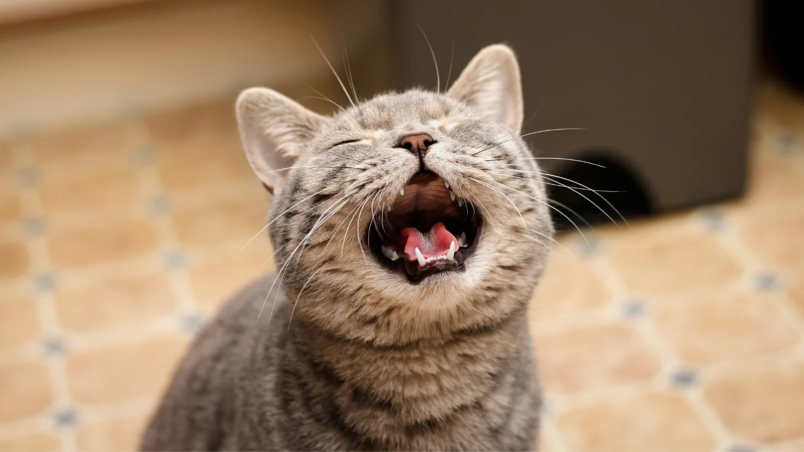 Gray tabby cat meowing with mouth wide open.