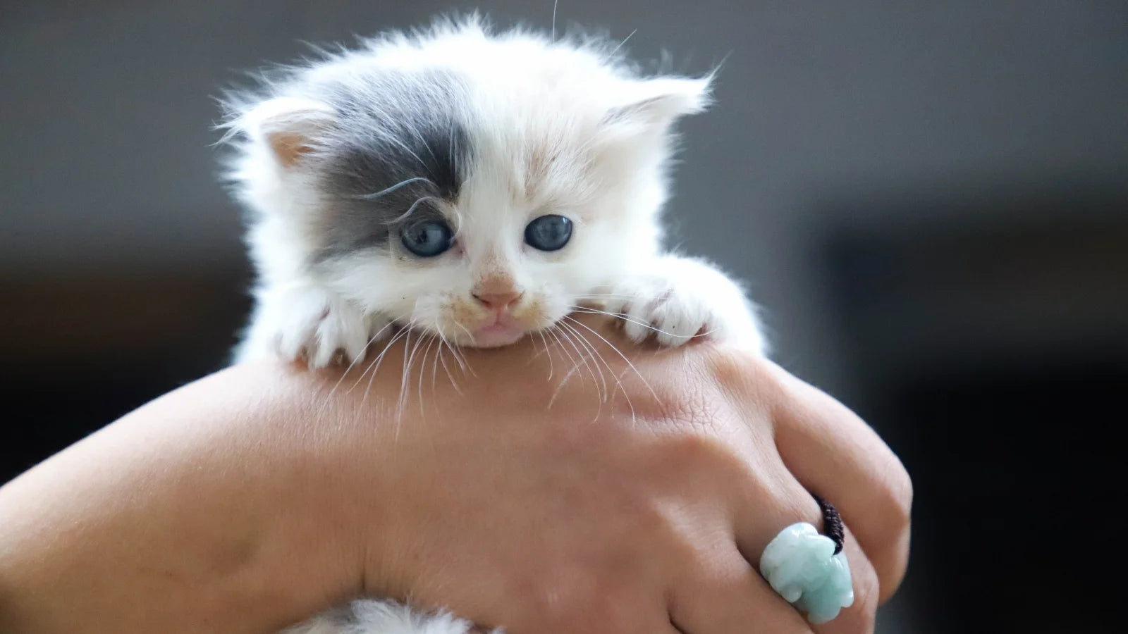 Tiny white and gray kitten being gently held in hand.