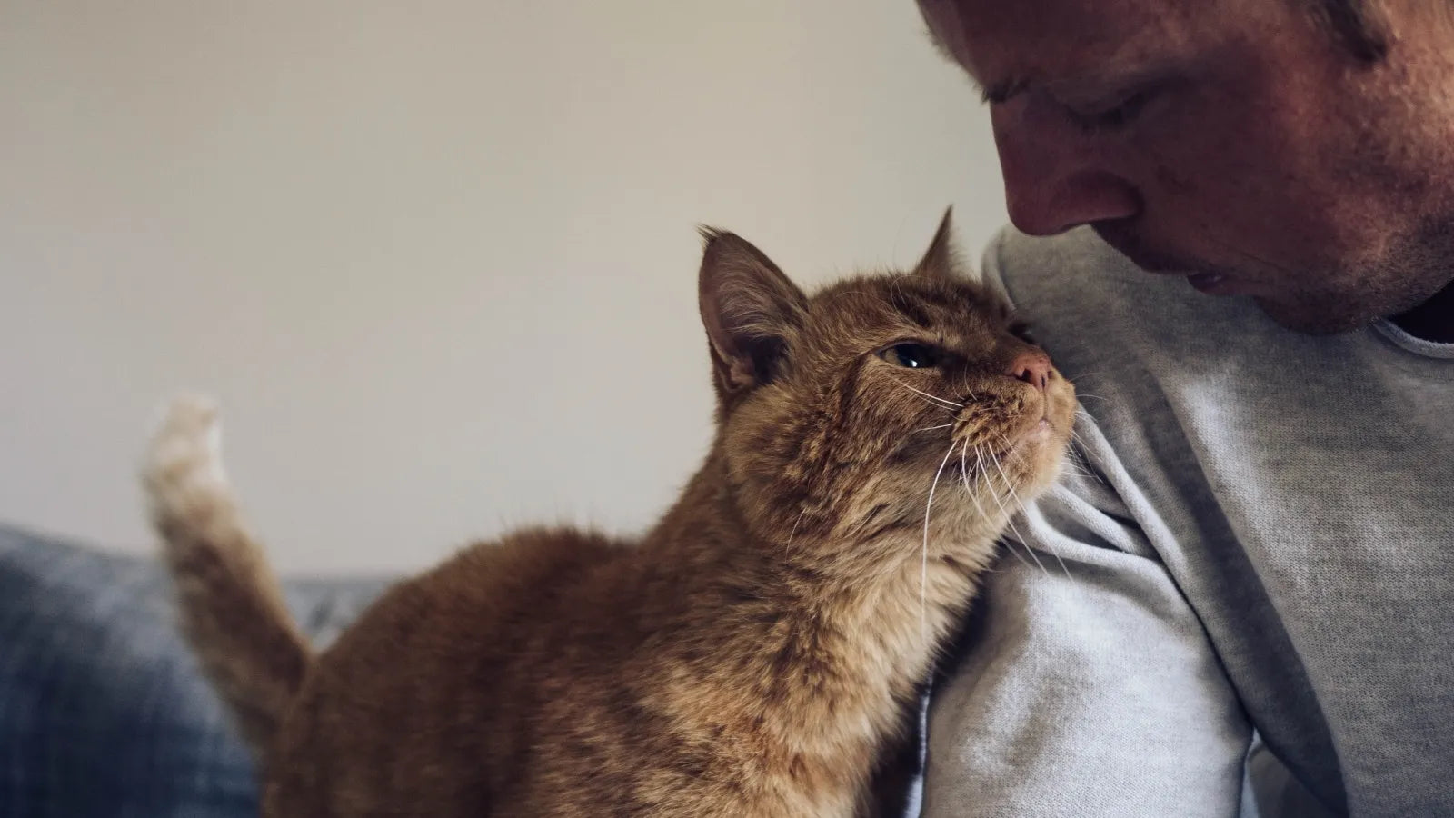 Cat showing affection by rubbing face on owner’s chest.