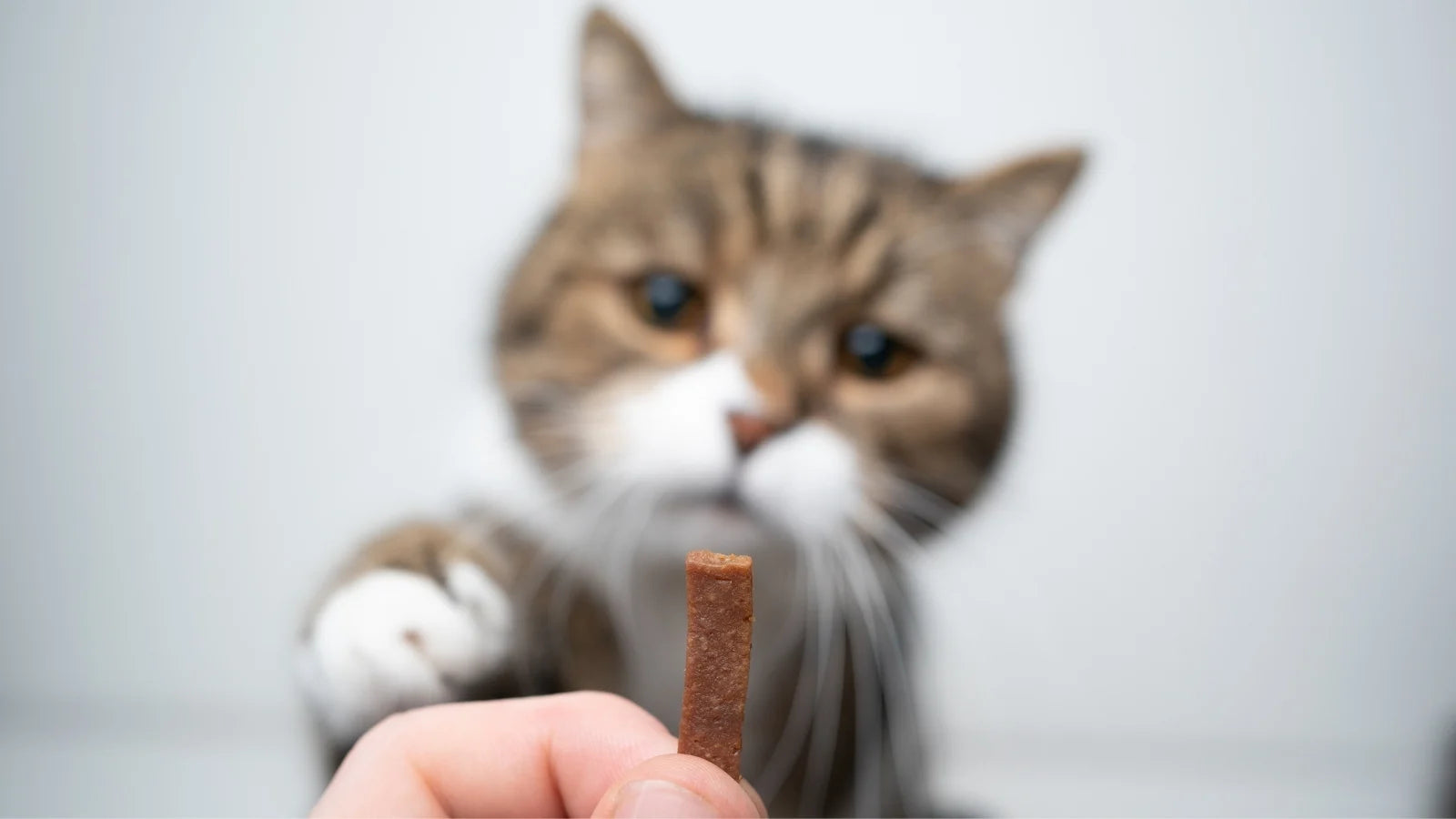 Cat reaching out paw to take a treat from owner’s hand.