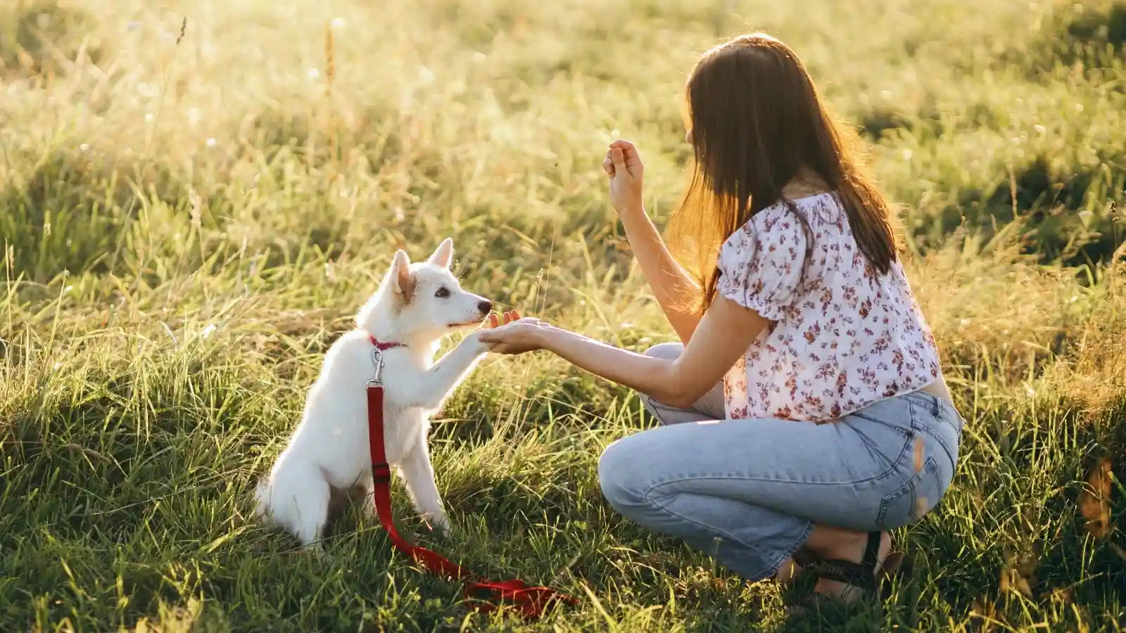 Young woman training her dog with treats in a grassy field.