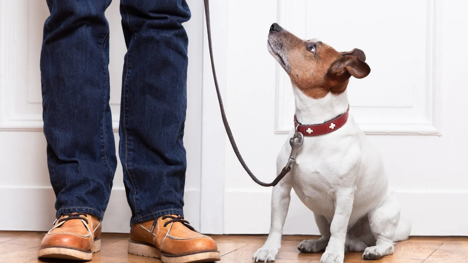 Dog sitting on a leash looking up at its owner.