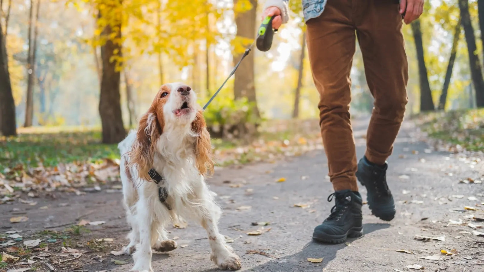 Dog walking on leash in autumn park with owner
