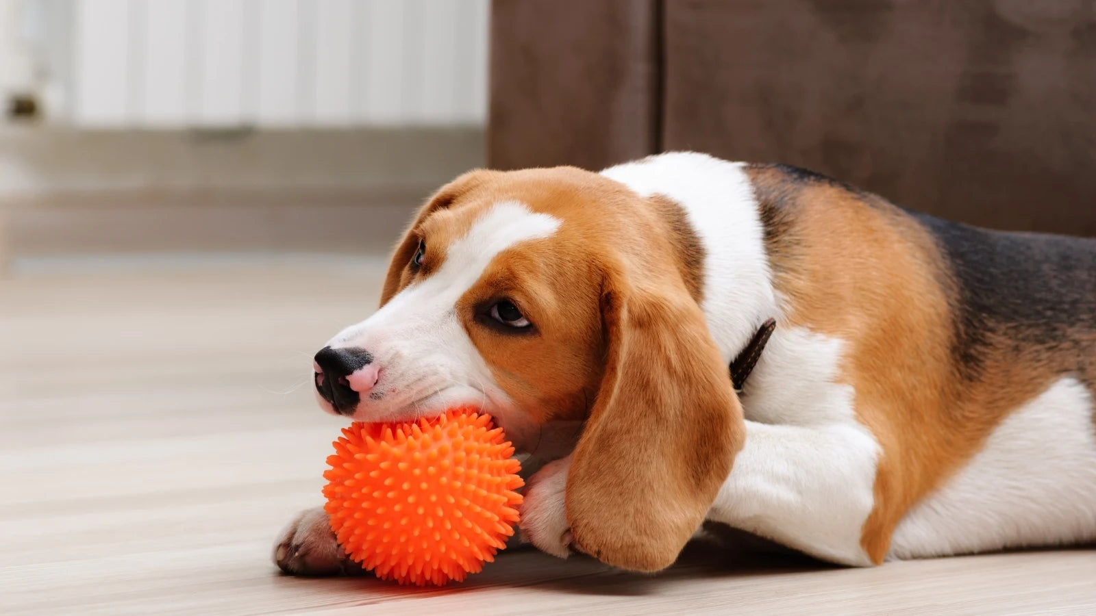Beagle dog chewing an orange textured ball toy indoors