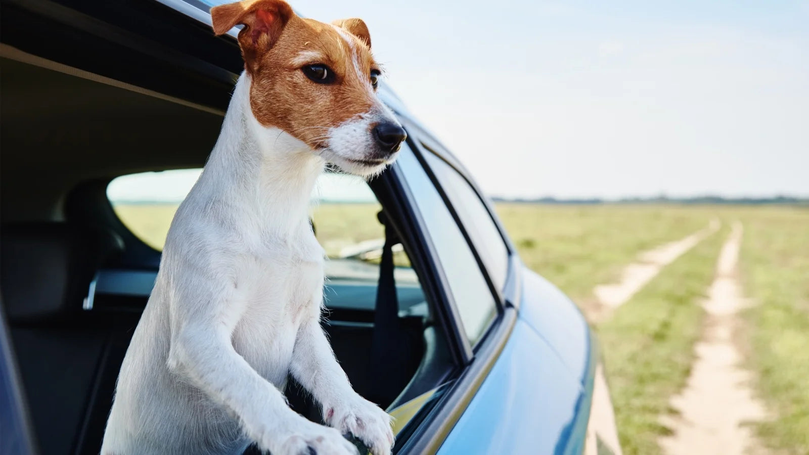 Jack Russell terrier looking out of a car window during a road trip.