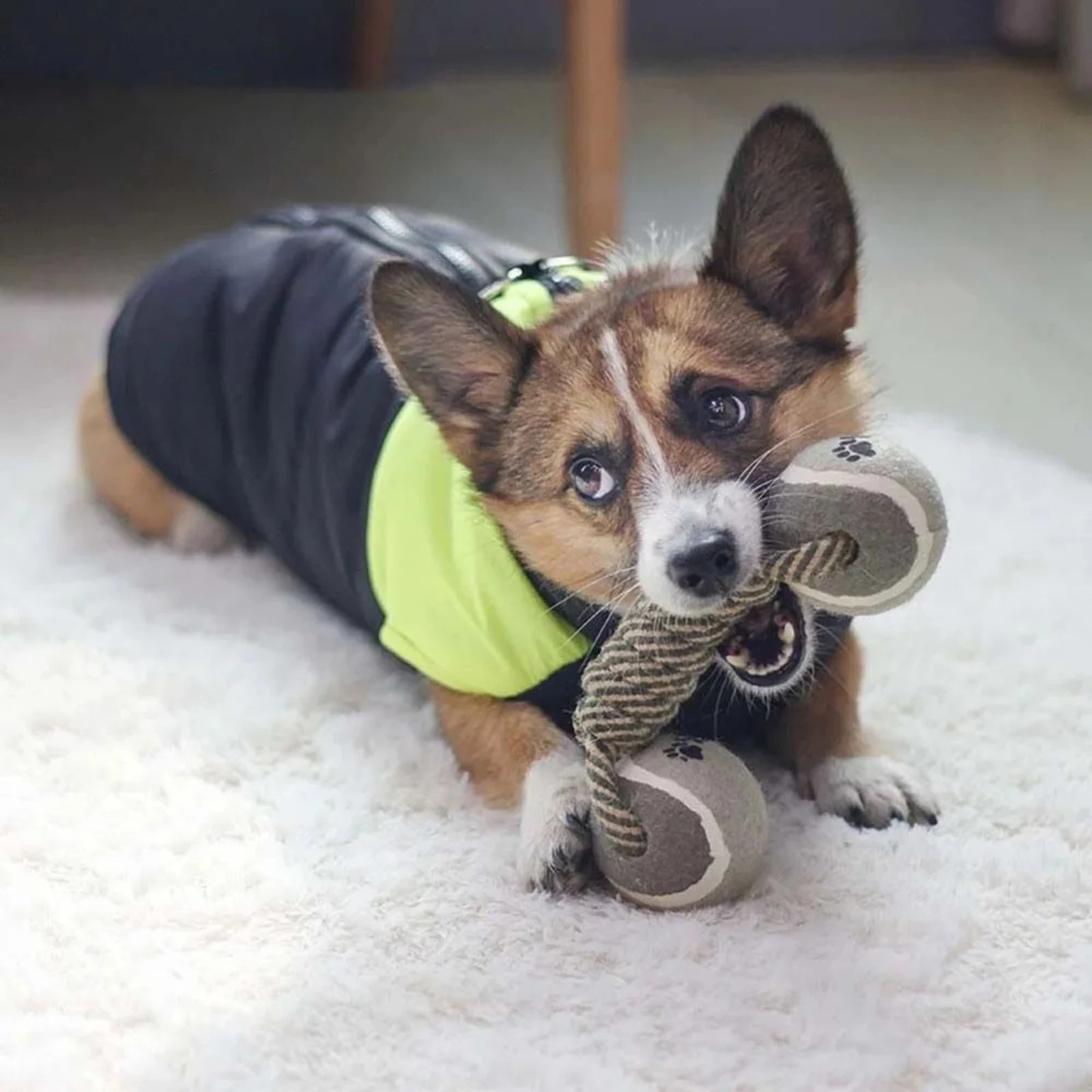 Small dog chewing LookPaw™ durable rope dumbbell toy