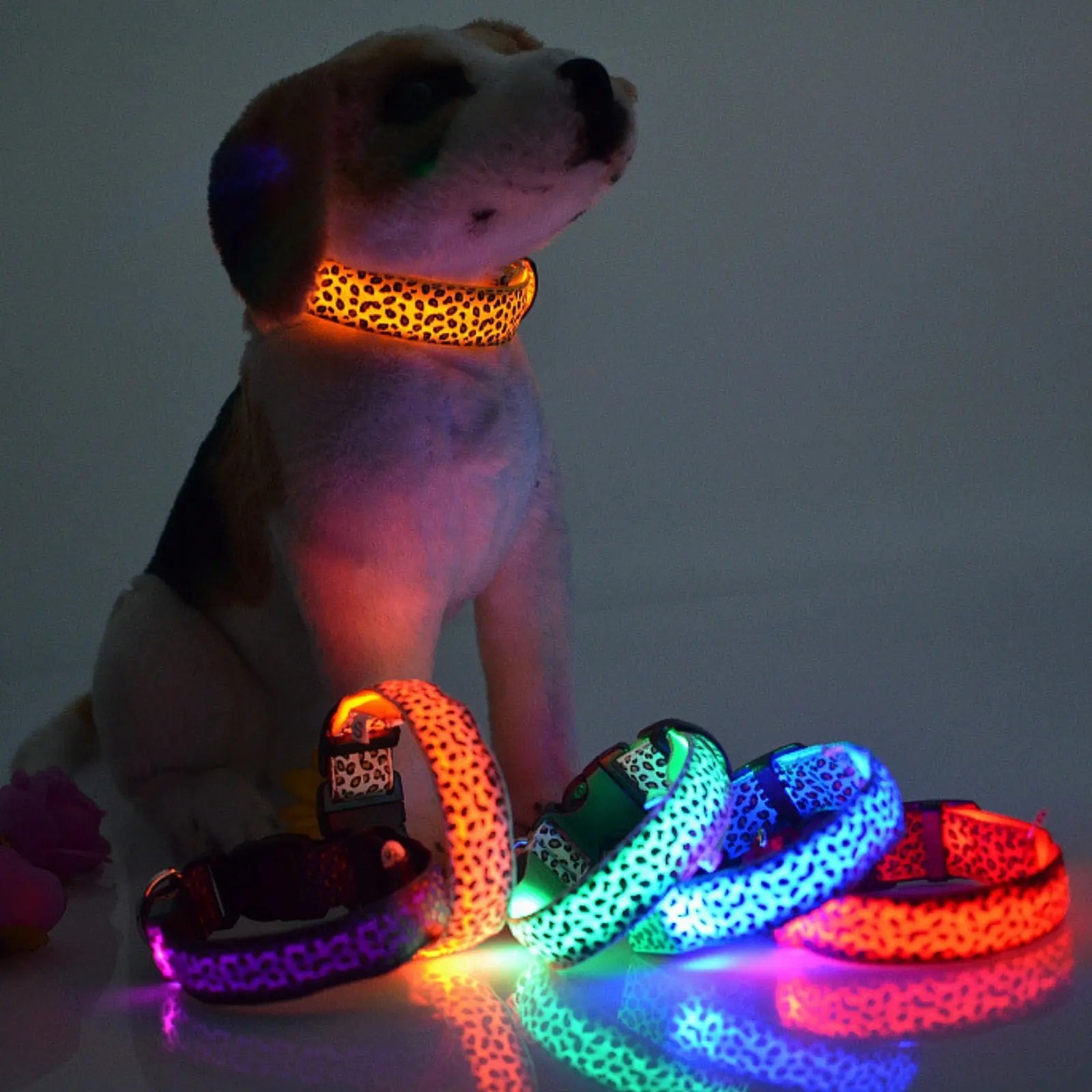 Dog wearing GlowGuard LED light-up collar glowing at night