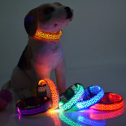 Dog wearing GlowGuard LED light-up collar glowing at night