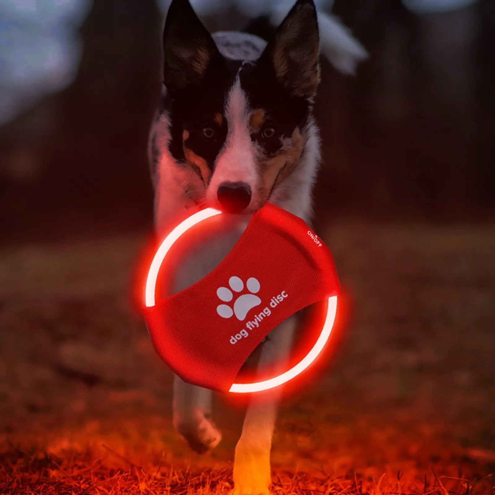 Dog playing fetch at night with glowing LookPaw™ LED flying disc